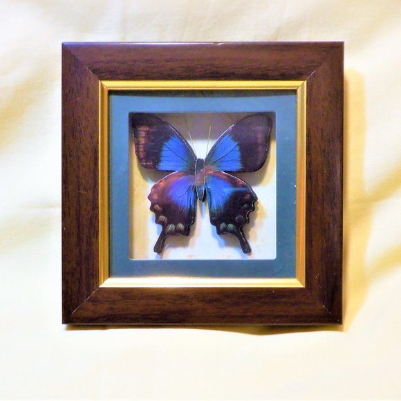 Other - Amazing Artwork of a ~~~ BUTTERFLY ~~~